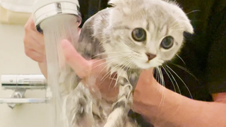 Lulu a kitten who became smaller after taking a bath for the first time