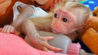 Most Obedient Baby Monkey!! Tiny Luca keeps so manners waiting for Mom to comfort & play with him