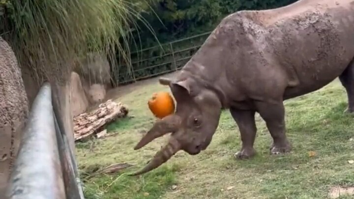 Talented Rhinoceros