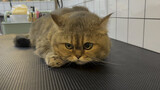 Cleaning of a 15kg heavy golden British Shorthair 