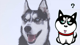 Why do so many people like husky? All you need to know about husky