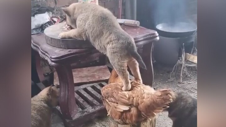 中国好队友，母鸡帮助小土狗偷吃，哈哈哈哈