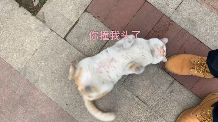 小区里散步，被一只猫咪“碰瓷”了