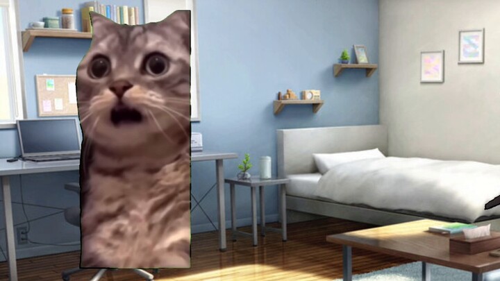 【Cat meme】le and my wife's daily love life (2)