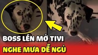 Bắt quả tang chó nhà mình lén MỞ TIVI nghe TIẾNG MƯA để DỄ NGỦ 😂 | Yêu Lu