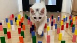 Cats Vs Domino Obstacle Challenge