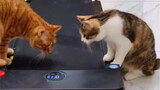 Each cat came to the treadmill with a confused look on its face.