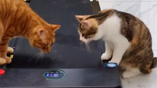 Setiap kucing datang ke treadmill dengan ekspresi bingung di wajahnya.