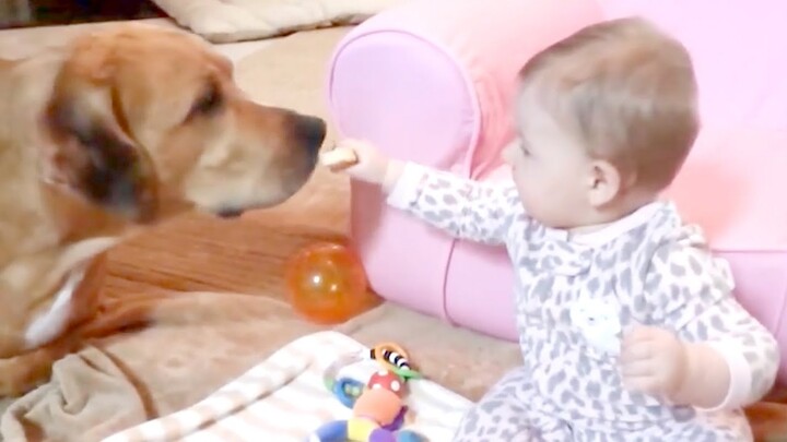 Cute Dogs and Babies are Best Friends - Dogs Babysitting Babies Video