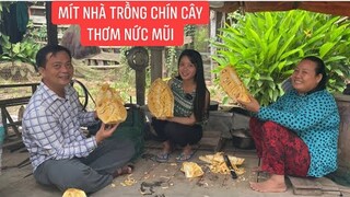 Mít nhà chín cây hái tặng Cô Gái Quê một trái cả nhà ăn ai cũng khen ngon