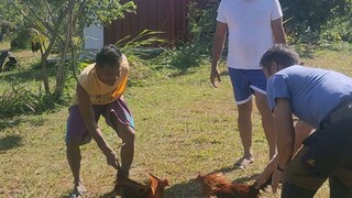 Farm at Windmill | binisita ako ng mga palo ng mga manok