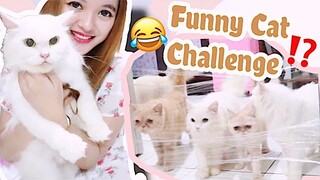 JEBAKAN KUCING YANG GAGAL & VLOG MEMBUAT CAKE UNTUK SEMUA KUCING KESAYANGAN [ VIDEO KUCING LUCU ]