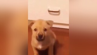 Người ta bị liệu mà còn chọc hoài 😡😡pet cute fyp thucung yeudongvat dog dongvathaihuoc