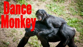 Paano kumanta ng DANCE MONKEY ng lasing?