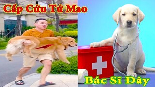 Thú Cưng TV | Tứ Mao Đại Náo #26 | Chó Golden Gâu Đần thông minh vui nhộn | Pets cute smart dog