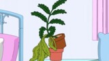 Aphrodisiac plants