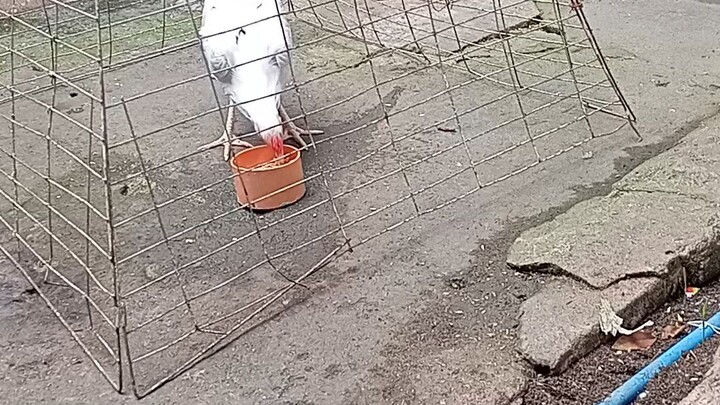 wacnang and my old grey winning line on my backyard.