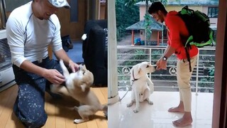 Dogs And Owners Are Best Friends - Dog reaction to Owner Back Home