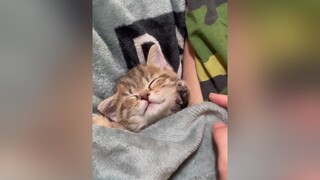 Bé Hổ đã tìm được chủ yêu thương rồi ạ cat cats mèoo mèo cute