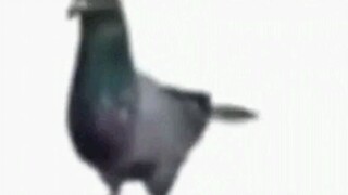 Hamburger.Mp4