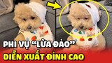 Phi vụ "LỪA TIỀN" mua trà sữa với màn DIỄN XUẤT ĐỈNH CAO của bé Poodle😂 | Yêu Lu