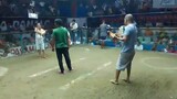 peñafrancia fiesta (2cock ulotan @ milaor cam.sur) - second fight (champion)