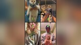Pick the best cat😺😸. Don’t forget to leave a follow cat dance catdance cattok pets fyp foryou foryoupage viral viralvideos
