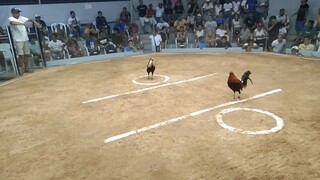 Amenic N' Calajoan 6stag/cock derby 1st elim.lose