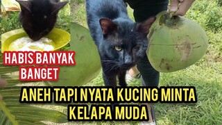 Kucing Hitam Acong Minta Kelapa Muda Di Kasih Seneng Banget..!