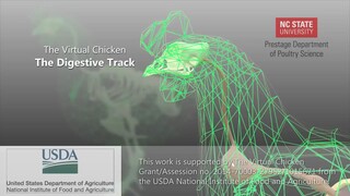 How digestive tract of a chicken works?