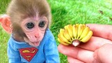 Baby Monkey Bon Bon Eats Jelly Candy And Harvests Bananas For Puppy And Rabbit To Eat