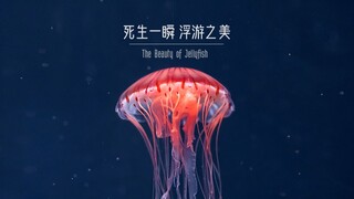 【水母混剪】死生一瞬，浮游之美