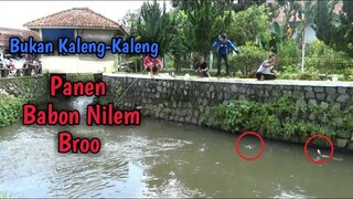 REJEKI NOMPLOK!!! PESTA STRIKE IKAN NILEM BABON  Mau Dapat Yang Kecil Aja Susah Broo 😂😂✌✌