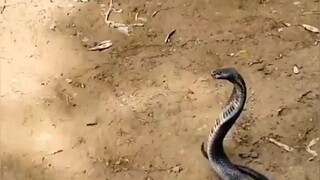 cobra vs 🗿