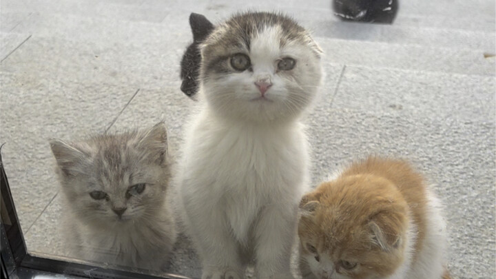 Dunia tidak akan ada tanpa anak kucing