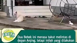 Pura Pura Tidak Lihat Lah