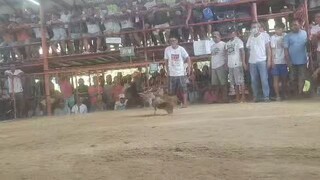 2nd fight win, Re-entry championship day @4 cock derby