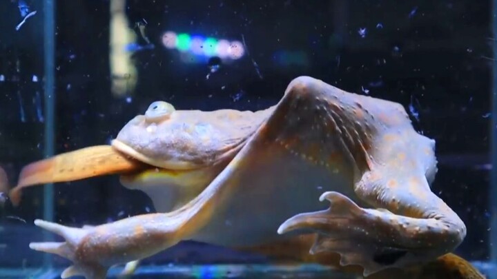 Thú cưng bò sát|Đại chiến cá chạch và ếch con xấu xí