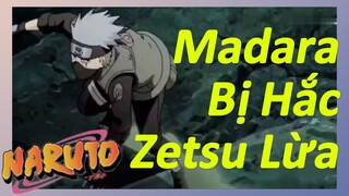 Madara Bị Hắc Zetsu Lừa