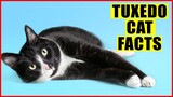 15 Surprising Facts About Tuxedo Cats
