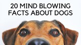 20 Mind Blowing Facts about Dogs