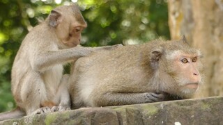 Oh My God Baby Monkey Duke Do Massage For Old Female Diamond, Why Are You So Sad Diamond Monkey