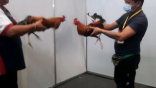 world game fowl expo nag bitaw c randy hebron kahit halos walang space