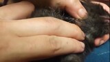 [Movie&TV] Dokter Mengeluarkan Larva Horsefly dari Leher Kucing