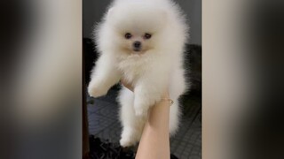 voiceeffects pet thucung pomeranain puppy