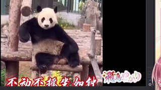 [Mature] Japanese Loli Maid Shocked Chinese Panda Kung Fu Is Real [Asuka Yukari]