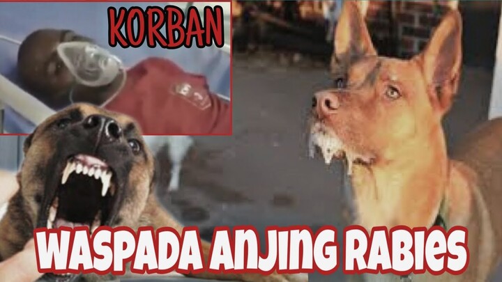 waspada !!! ANJING MATI TERSERANG VIRUS KARNA TIDAK DI VAKSIN