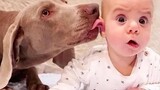สุนัขและทารกน่ารักเป็นเพื่อนที่ดีที่สุด 3 - วิดีโอสัตว์เลี้ยงตลก