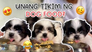 WEANING SHIH TZU PUPPIES | FIRST TIME NILA KUMAIN NG DOG FOOD 🤭