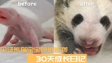 在60万人的围观中长大，见证旅日团宠熊猫出生的30天
